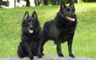 Schipperke - белгиски овчар куче во минијатура